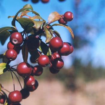 Malus 'Prairifire' - Prairifire Flowering Crab