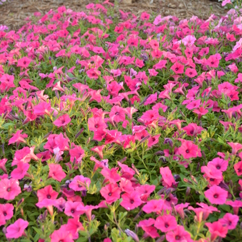 Petunia hybrid - 'Supertunia Vista Fuchsia'