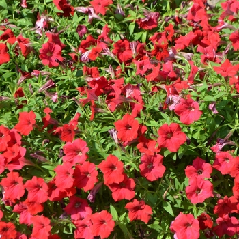 Petunia hybrida 'Surfinia® Deep Red' - Petunia