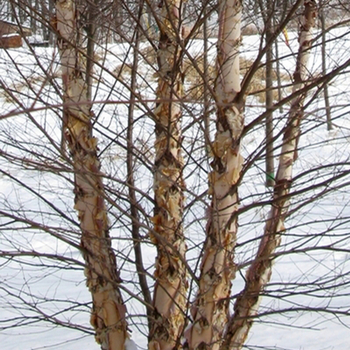 Betula nigra 'Heritage' - River Birch