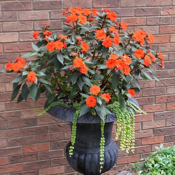 Impatiens 'Electric Orange' - SunPatiens® Compact 