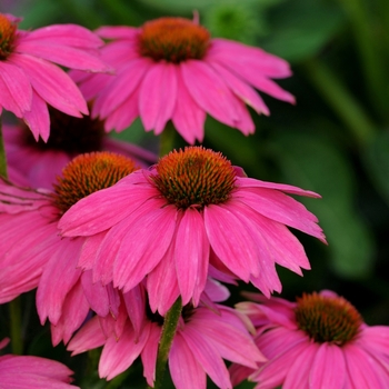 Echinacea purpurea 'PowWow Wild Berry' - Coneflower