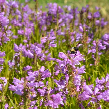 Physostegia virginiana 'Vivid' - Obedient Plant