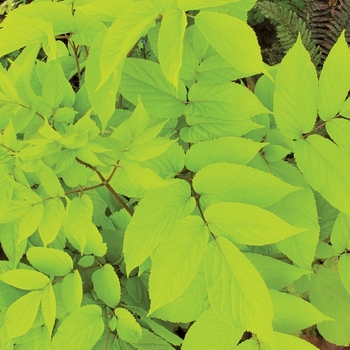 Aralia cordata 'Sun King' - Golden aralia