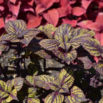 Coleus Solenostemon scutellarioides - 'Fishnet Stockings'