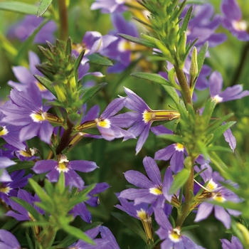 Scaevola aemula 'Whirlwind Blue' - Fan Flower