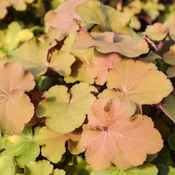 Heuchera 'Caramel' - Caramel Heuchera