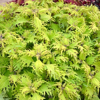 Solenostemon 'Under The Sea ™ Gold Anemone' - Under The Sea ™ Gold Anemone Coleus