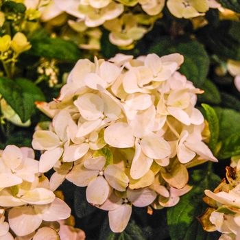 Hydrangea paniculata 'White Diamonds®' - Hydrangea