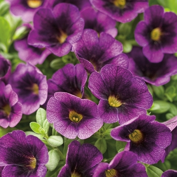 Calibrachoa hybrid - Superbells® Grape Punch