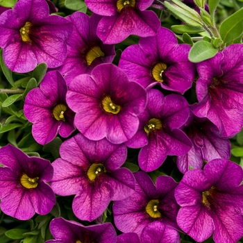 Calibrachoa hybrid - Superbells® Plum