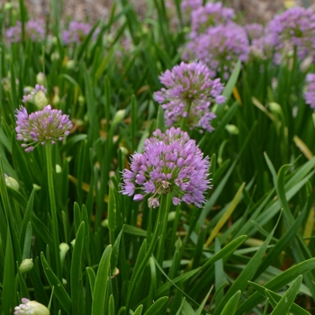 Allium 'Millennium' - Ornamental Onion