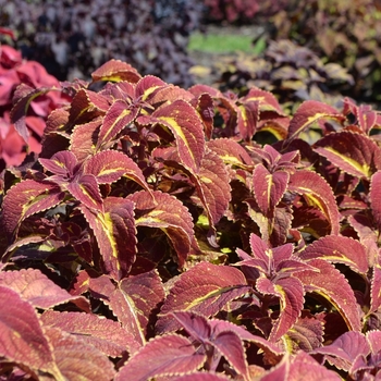 Solenostemon scutellarioides 'Saturn' - Coleus