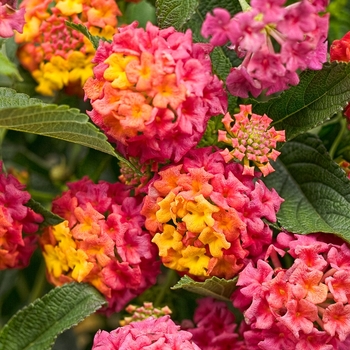 Lantana camara 'Berry Blend' - Luscious® Lantana