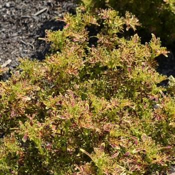 'Under The Sea™ Red Coral' - Coleus