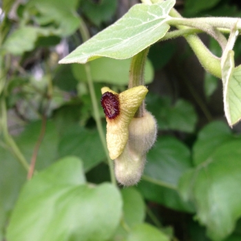 Aristolochia durior - Dutchman's pipe