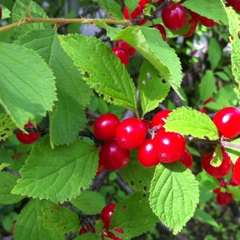 Prunus tomentosa - Nanking Cherry