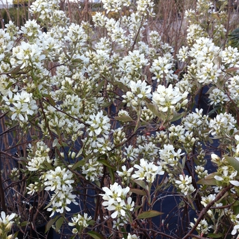 Amelanchier alnifolia 'Regent' - Regent Saskatoon Berry