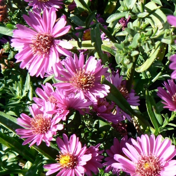 Aster novi-belgii 'Alert' - Michaelmas Daisy