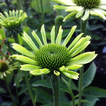 Echinacea 'Green Jewel' - Green Jewel Coneflower