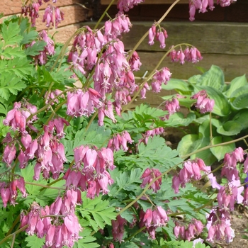 Dicentra formosa 'Luxuriant' - Fern-Leaf Bleeding Heart