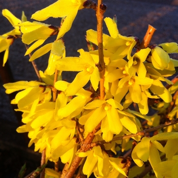 Forsythia ovata 'Northern Gold' - Forsythia