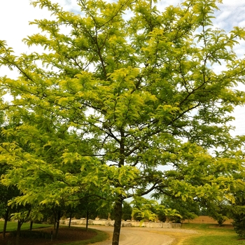 Gleditsia triacanthos var. inermis 'Suncole' - Sunburst® Honeylocust