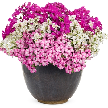 Petunia hybrid 'Supertunia® Pink Star Charm' - Supertunia® Petunia