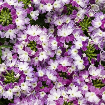 Verbena hybrid 'Superbena® Sparkling Amethyst' - Superbena® Verbena