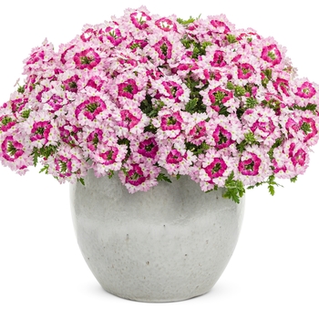 Verbena hybrid 'Superbena® Sparkling Ruby' - Superbena® Verbena