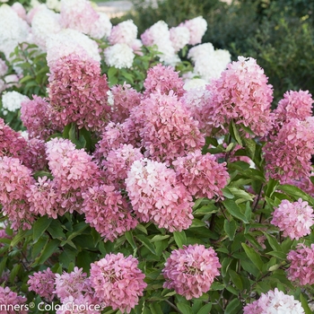 Hydrangea paniculata 'Zinfin Doll®' - Hardy Hydrangea