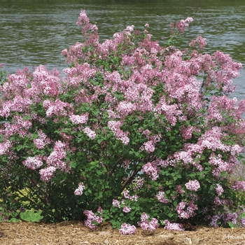 Syringa x 'Pink Perfume' - Bloomerang® Reblooming Lilac