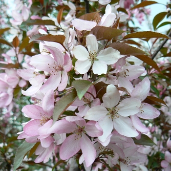 Malus 'Pink Spires' - Pink Spires Crabapple