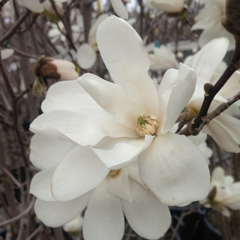 Magnolia x loebneri 'Merrill' - Merrill Magnolia