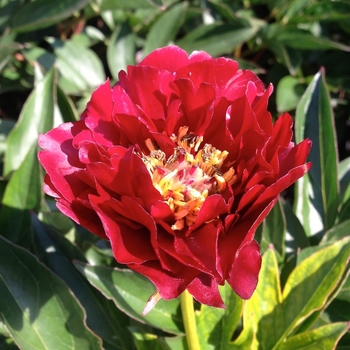 Paeonia 'Buckeye Belle' - Buckeyed Belle Peony