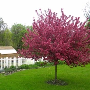 Malus 'Red Splendor' - Red Splendor Crabapple