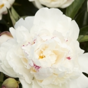 Paeonia lactiflora 'Festiva Maxima' - Peony