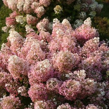 Hydrangea paniculata 'Bobo' - 'Bobo®' Hydrangea 