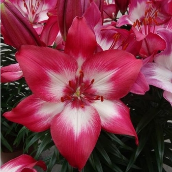 Lilium asiaticum 'Tiny Diamond' - Tiny Diamond Asiatic Lily