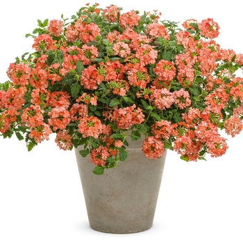 Verbena hybrid 'Royale Peachy Keen' - Superbena® 