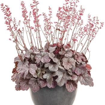 Heuchera hybrid 'Dolce Silver Gumdrop' - Dolce® Coral Bells