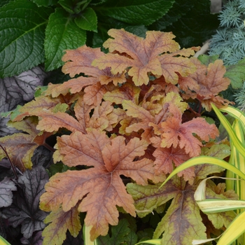 Heucherella hybrid ''Hopscotch'' - Fun and Games® 