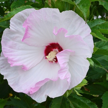 Hibiscus hybrid ''Ballet Slippers'' - Summerific® 