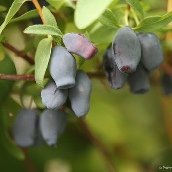 Lonicera caerulea 'Maxie™' - Yezberry® 