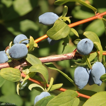 Lonicera caerulea 'Yezberry Solo' - Japanese Haskap