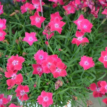 Dianthus 'Kahori Scarlet®' - Carnation