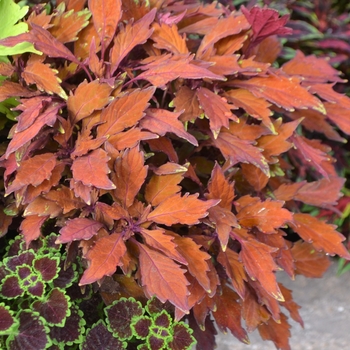 Coleus/Solenostemon - Flame Thrower™ 'Habanero'