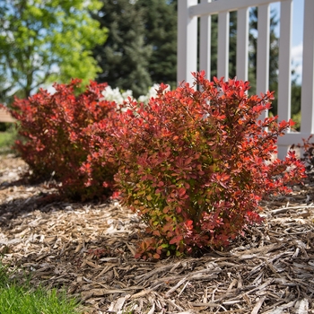 Berberis thunbergii BailJulia - Toscana™ Barberry 