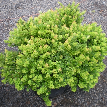 Berberis thunbergii 'BailAnna' - Moscato™ Barberry 