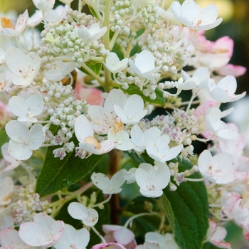 Hydrangea paniculata 'Tickled Pink®' - Hydrangea